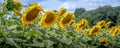 Rows of sunflowers in a beautiful panorama Royalty Free Stock Photo