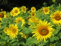 Rows of Sunflowers at at the Refuge