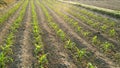 Rows of sunlit young corn plants on a field