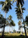 Rows of swaying coconut trees on a beach Royalty Free Stock Photo