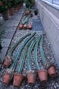 Rows of tall cactus plants