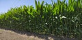 Rows of tall corn growing in field in rural Portugal. Sunny summer day with blue sky. Royalty Free Stock Photo