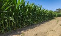 Rows of tall corn growing in field in rural Portugal. Sunny summer day with blue sky. Royalty Free Stock Photo