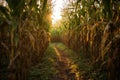 Rows Of Tall Cornstalks Forming Natural Maze For Adventure. Generative AI