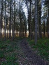 Rows of tall fir trees stand either side of a woodland path in the winter sun Royalty Free Stock Photo