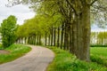 Rows of tall trees with budding young leaves in a rural landscape