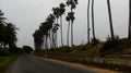 Rows of tall trees