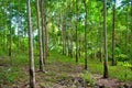 Rows of tapped rubber trees at a rubber estate in Indonesia Royalty Free Stock Photo