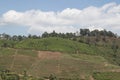 Tea plantation near Ohiya Royalty Free Stock Photo