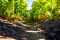 Rows of tobacco plants