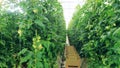 Rows of tomato plants growing in the warmhouse