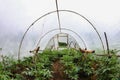 Rows of tomato seedling plants growing in small home greenhouses. Polyethylene film, supports from an old dry tree. Royalty Free Stock Photo