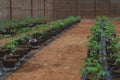 Rows of tomato seedlings in pots in a greenhouse. Tomato seedlings are grown in plastic containers, bred for commercial purposes