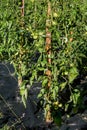 Rows of tomatoes tied to wood plant stakes growing in a garden