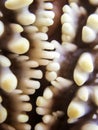 Rows of Tooth Like Shapes on Macro of Pincushion Starfish