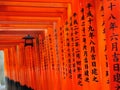 Rows of torii gates of Fushimi Inari Taisha Shrine Royalty Free Stock Photo