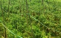 Rows of tree branches support young tomato plants. Royalty Free Stock Photo