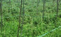 Rows of tree branches support young tomato plants. Royalty Free Stock Photo