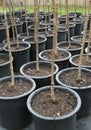 Rows of Trees in Black Pots
