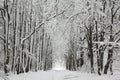 Rows of trees covered with snow in an abandoned alley in winter