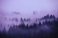 Rows of trees in the fog. Foggy forest, minimalism. Royalty Free Stock Photo