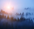 Rows of trees in the fog. Foggy forest, minimalism. Royalty Free Stock Photo