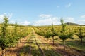 Rows of trees in a fruit orchard. Royalty Free Stock Photo
