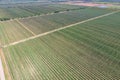 Rows of trees in the garden. Aerophotographing, top view Royalty Free Stock Photo