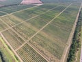 Rows of trees in the garden. Aerophotographing, top view. Royalty Free Stock Photo
