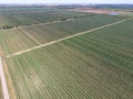 Rows of trees in the garden. Aerophotographing, top view. Royalty Free Stock Photo