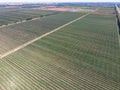 Rows of trees in the garden. Aerophotographing, top view. Royalty Free Stock Photo