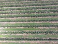 Rows of trees in the garden. Aerophotographing, top view. Royalty Free Stock Photo