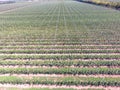 Rows of trees in the garden. Aerophotographing, top view. Royalty Free Stock Photo