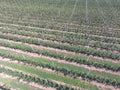 Rows of trees in the garden. Aerophotographing, top view. Royalty Free Stock Photo