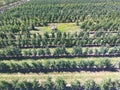 Rows of trees in the garden. Aerophotographing, top view. Royalty Free Stock Photo