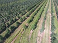 Rows of trees in the garden. Aerophotographing, top view. Royalty Free Stock Photo