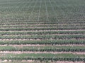 Rows of trees in the garden. Aerophotographing, top view. Royalty Free Stock Photo