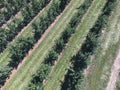 Rows of trees in the garden. Aerophotographing, top view. Royalty Free Stock Photo