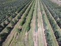 Rows of trees in the garden. Aerophotographing, top view. Royalty Free Stock Photo