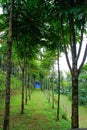 Rows of trees lined up neatly and lushly. Royalty Free Stock Photo