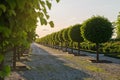 Rows of trees in the summer park. Landscaping and gardening. A beautiful alley in a french garden