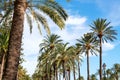 Rows of tropical coconut palms Royalty Free Stock Photo