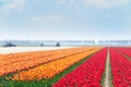 Rows of tulip fields with tractors on background Royalty Free Stock Photo