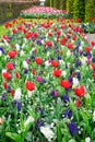 Rows of tulip flowers Royalty Free Stock Photo