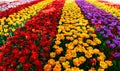 Rows of tulip flowers Royalty Free Stock Photo