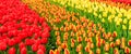 Rows of tulip flowers Royalty Free Stock Photo