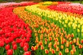 Rows of tulip flowers Royalty Free Stock Photo