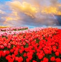 Rows of tulip flowers Royalty Free Stock Photo