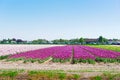 Rows of tulip flowers Royalty Free Stock Photo