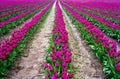 Rows of tulips in a field Royalty Free Stock Photo